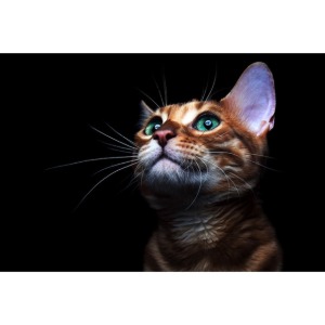 고양이 1000피스 퍼즐 액자 옵션 사진퍼즐 제작 가능 040_14